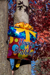 Happy birthday balloon in the crutch of a tree.