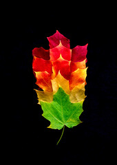 Different colored fall leaves from same tree