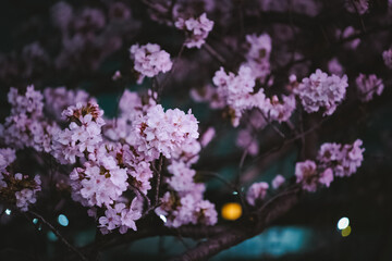 blooming cherry tree