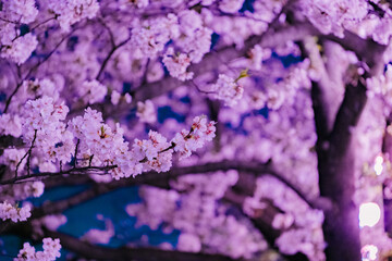 purple flowers background