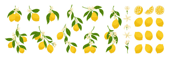 Lemons textured set. Different lemon branches with leaves, flowers collection. Fresh juicy citrus abstract different whole, cut lemons. Decorative fruits design elements hand drawn vector illustration
