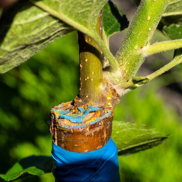 The grafting point of a pear scion onto a rootstock. The scion is grafted into a cleft. You can see how it fuses with the rootstock.