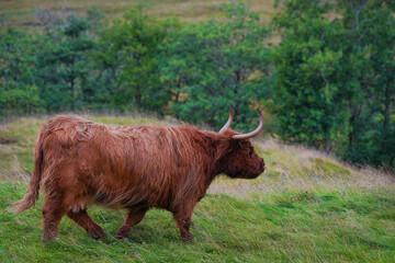 A brown highland cow in Glen Nevis in Scotland 
