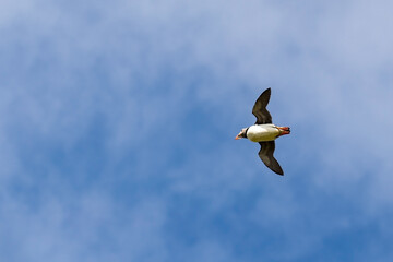 Atlantic puffin flying near the isle of May in Scotland. The puffins breed on the isle of May, a small island in the Firth of Forth. 