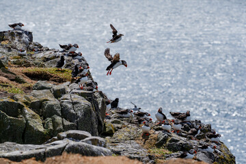 Atlantic puffins on the isle of May in Scotland. The puffins breed on the isle of May, a small island in the Firth of Forth. 