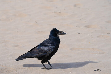 Close-up of a rook bird on a beach