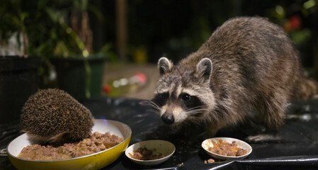 Raccoon and hedgehog sharing food in nighttime garden setting