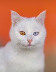 Van Cat (Van Kedisi) in the Pink House Photo, Van Provence T&uuml;rkiye (Turkey)