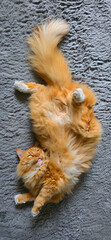Fluffy orange cat lounging playfully on soft textured rug