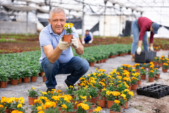 greenhouse male senior worker inspects young generation of pot marigolds plants. Ornamental plants, landscaping, landscape design, transplant seedlings. Wholesale supplies from direct manufacturer