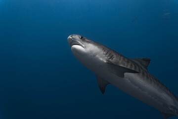 Naklejka premium Tiger Shark, Fuvahmulah, Maldives