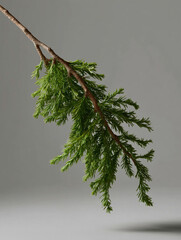 evergreen twig