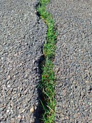 Early spring green grass is pushing through a crack in the asphalt