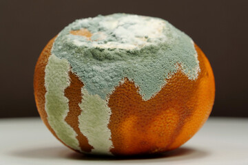 Overripe and rotten mandarin. Rotten tangerine covered with mold