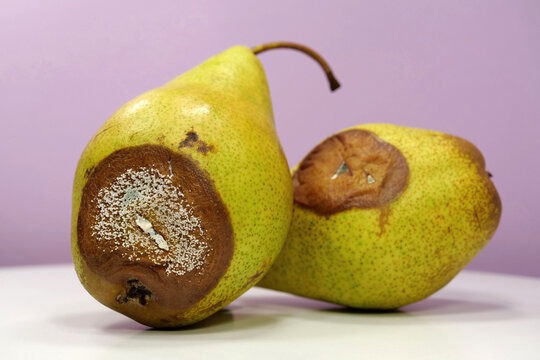 Overripe and rotten pears. Pears covered with mold. Process of spoiling fruits