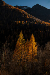 Panorama di montagna in Italia con i colori autunnali del foliage