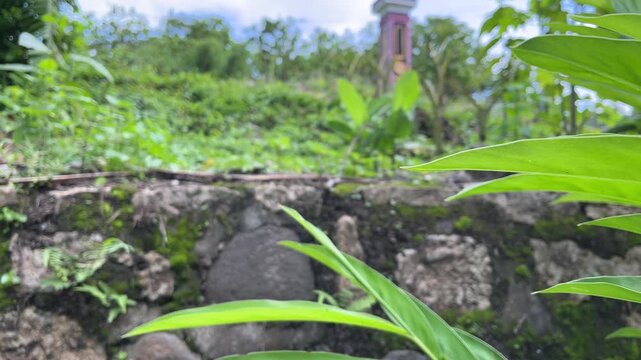 A black butterfly with white spots resting on a galangal leaf in a tropical garden, captured in soft natural light with lush greenery and mossy stones in the background.