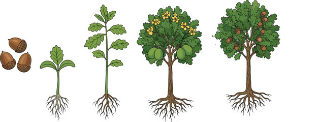 Oak tree growth stages vector, acorn to mature tree, botanical lifecycle illustration, nature development chart, forest plant evolution art © Santo's World