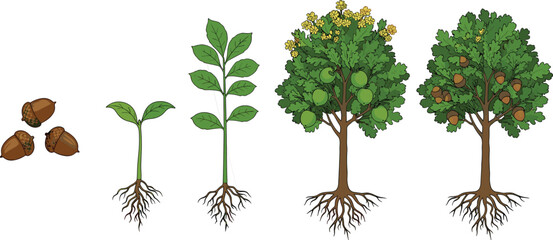 Fototapeta premium Oak tree life cycle vector, acorn to maturity stages, botanical growth chart, nature development illustration, educational forest artwork