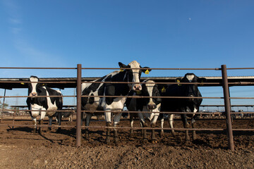 cows in cow farm fence
