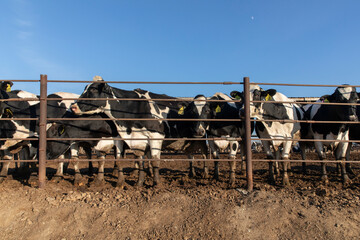 cows in cow farm fence
