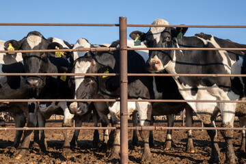 cows in cow farm fence
