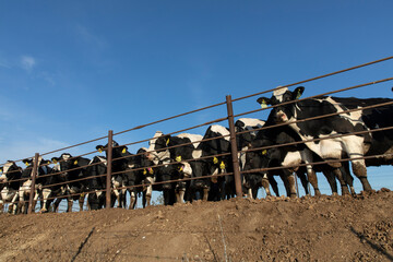 cows in cow farm fence
