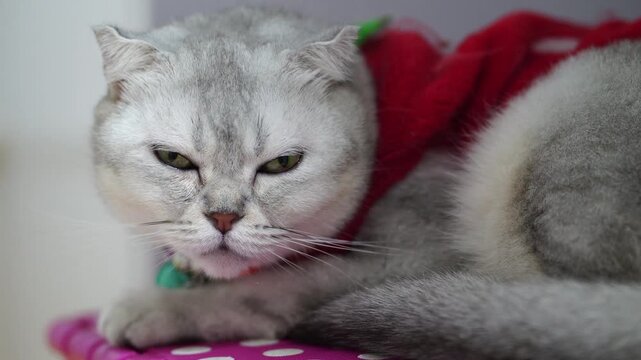 Fluffy gray cat with flat face and striking green eyes rests on pink polka dotted surface, wearing red scarf, showcasing its unique annoyed expression and soft domestic feline charm