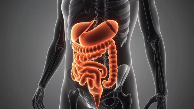 3D Large Intestine with Peristaltic Motion and Soft Highlight in Slow Rotation for Medical Anatomy Visualization
