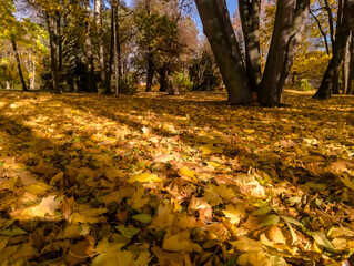 Puszysty dywan suchych, brązowych, żółtych i złotych liści w parku w słoneczny, jesienny dzień. Wysokie drzewa o grubych pniach rzucają wydłużone cienie, a ich gałęzie usiane są resztkami liści. 