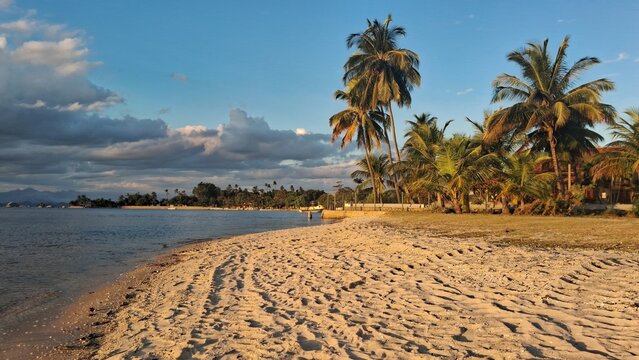 palm trees on the beach
