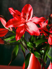 A red and pink lily flower with a green stem is in a vase. The flower is surrounded by other flowers, and the vase is placed on a table. Concept of beauty and elegance