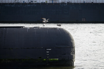 Russian Submarine in the Hamburg Port. Old russian submarine with seagulls at the Hamburg Harbor. Landungsbrücken.