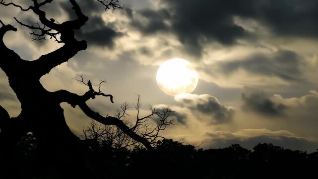 A massive full moon casts its bright light through swirling clouds, illuminating the dark silhouette of a gnarled tree. Twisted branches create an eerie yet captivating scene again