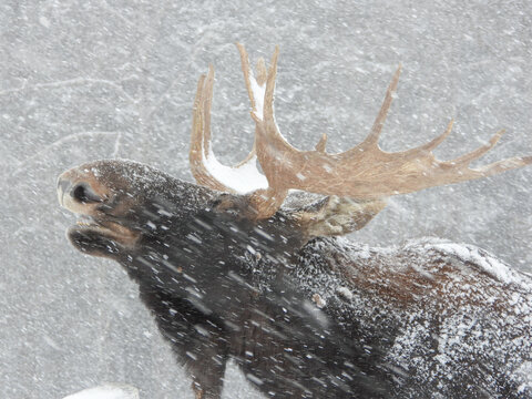Bull Moose walking along the side of the road on a snowy day in rural Quebec, Canada