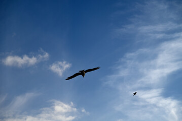 Nautic Vessels, Ships and Buildings at Hamburg Landungsbrücken. Fischauktionshalle. Silhouette.