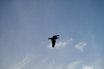 Nautic Vessels, Ships and Buildings at Hamburg Landungsbrücken. Fischauktionshalle. Silhouette.