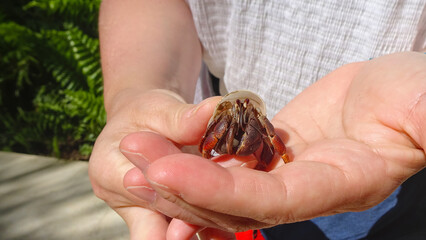A land hermit crab (Coenobita spp.) rests gently on a hand, showing its detailed shell and delicate claws.