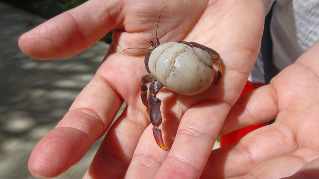 A land hermit crab (Coenobita spp.) rests gently on a hand, showing its detailed shell and delicate claws.