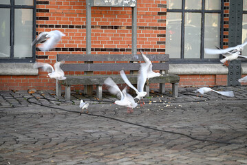 Nautic Vessels, Ships and Buildings at Hamburg Landungsbrücken. Fischauktionshalle. Silhouette.