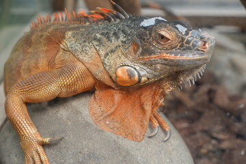 Obraz premium Close Up Captivating Orange Iguana Resting on a Smooth Rock Portrait