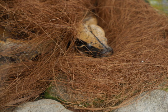Close Up Partially Hidden Reticulated Python in Brown Nesting Material