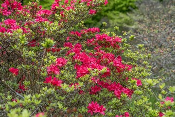 ひっそりと咲く満開の真っ赤なツツジの花