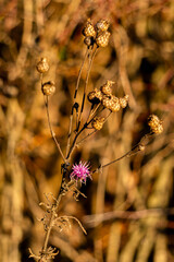 Centaurea Stoebe
