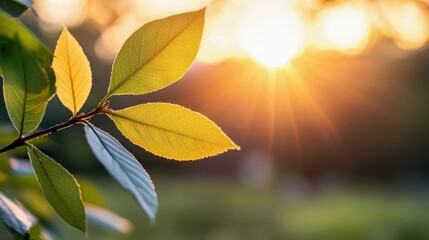 Obraz premium Close-up of leaves on a branch bathed in sunlight, creating a warm and natural atmosphere.