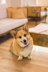 adorable corgi pet resting on polished hardwood flooring with bright accessories and welcoming living space