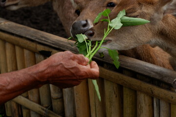 Close-up Focus Brown Deer Eating Fresh Green Vegetable from Person Hand Animal Life