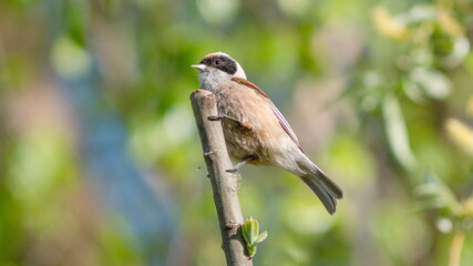 great tit on a branch