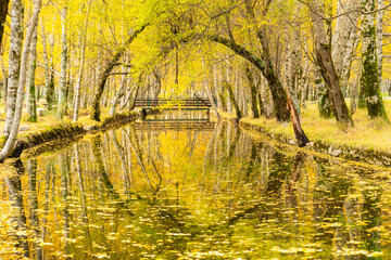 Yellow Birch Trees and Zezere River Source at Covao da Ametade in Autumn. Serra da Estrela, Portugal