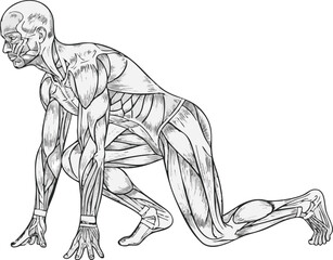 Anatomical illustration of a male athlete in a sprinter's starting position showing detailed musculature.
